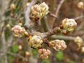 2011-0314-1330_Pear_Buds_11,2C